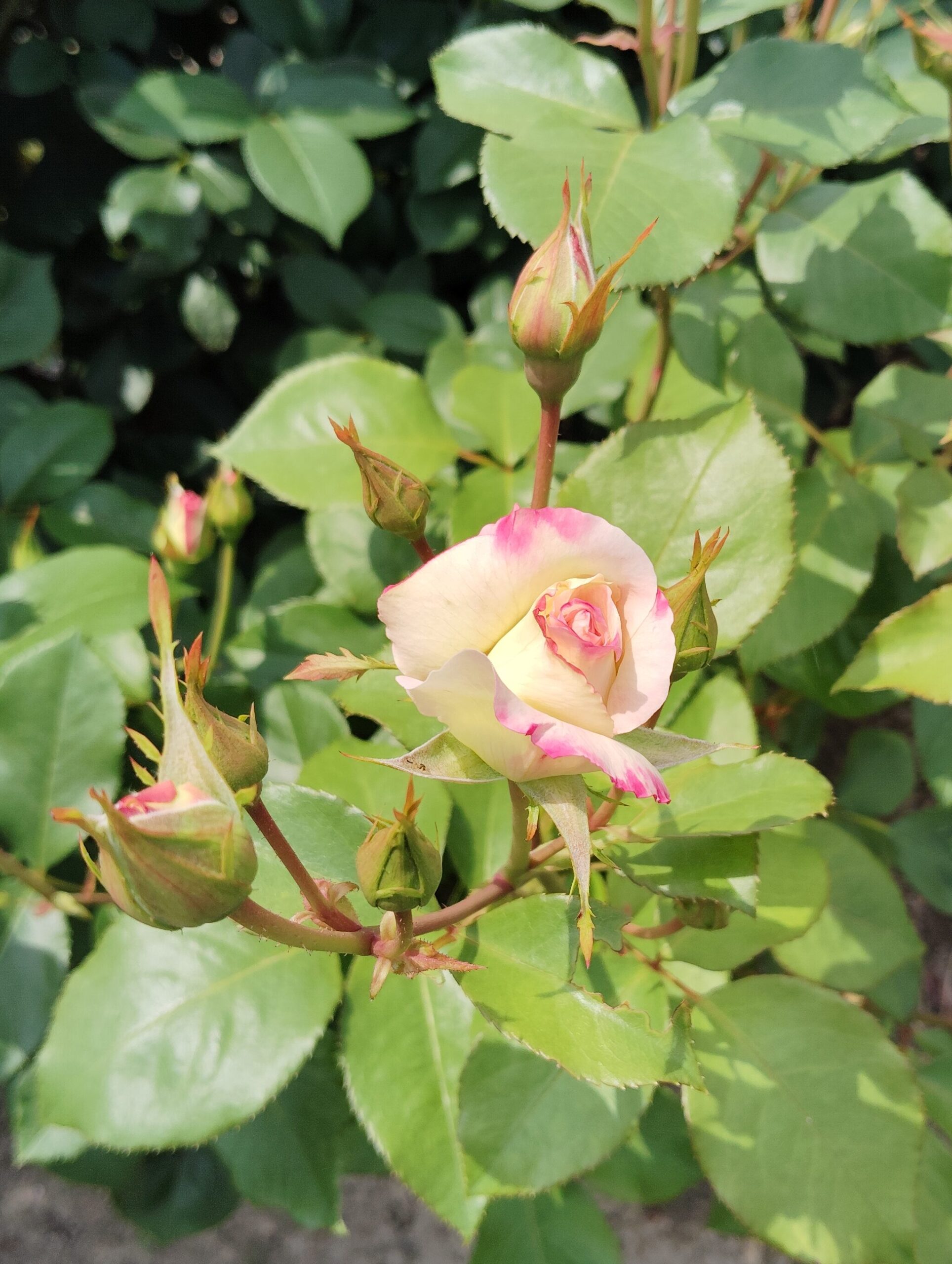 白でふちがピンクのバラの花。