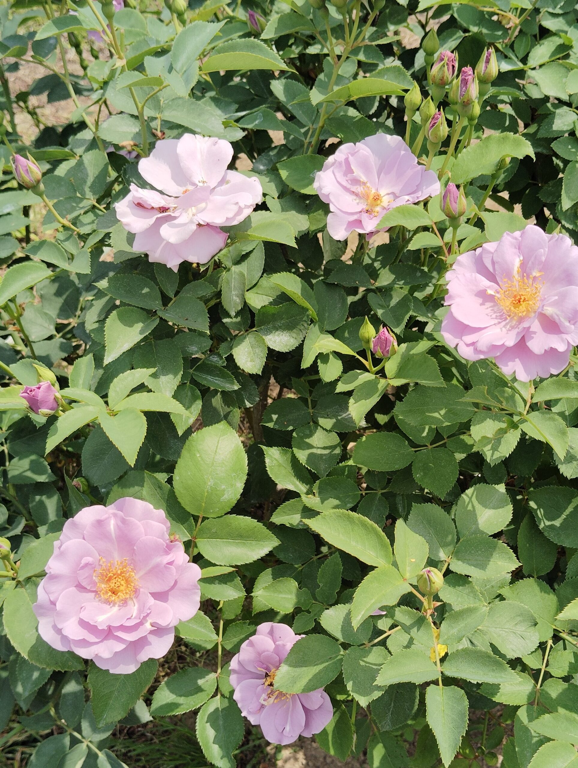 薄紫色のバラの花。