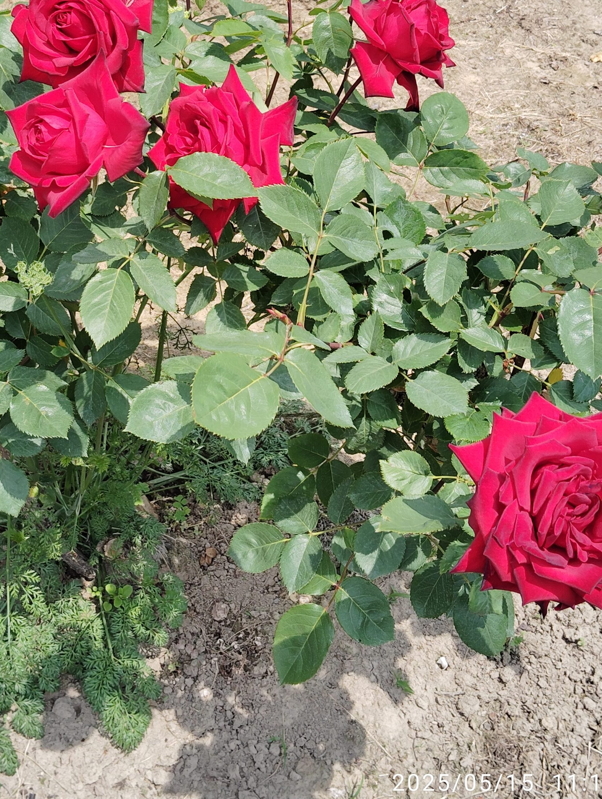 深紅のバラの花。