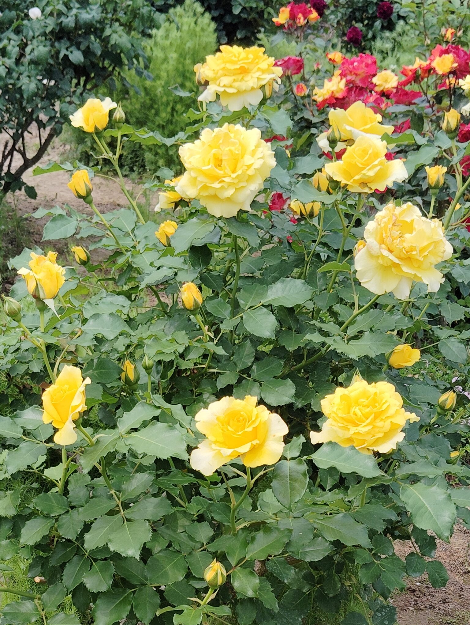 黄色のバラの花。名前はゴールドバニー。