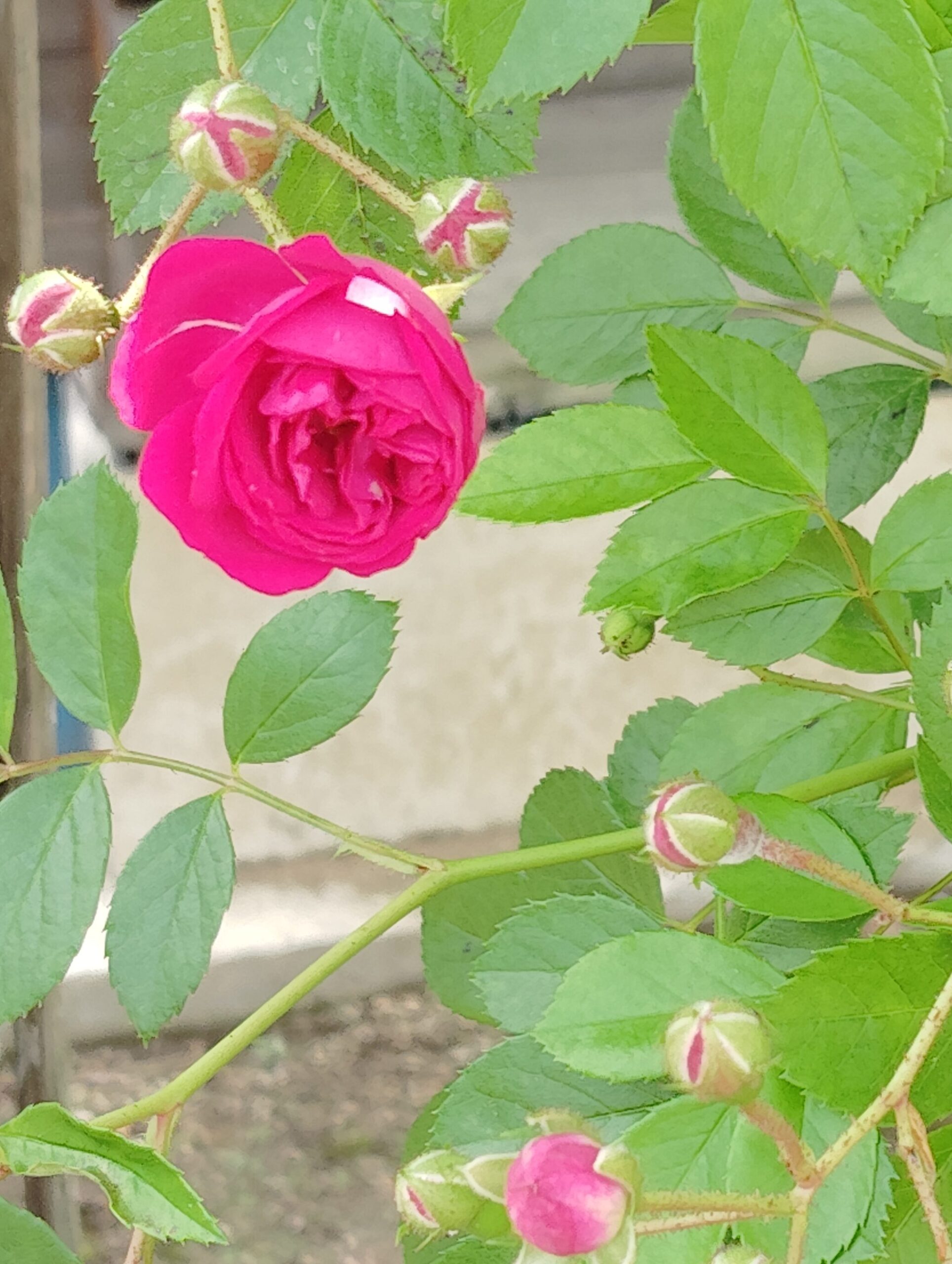 濃いピンクのバラの花と周りにつぼみ。つぼみの形が丸くてかわいらしい♡