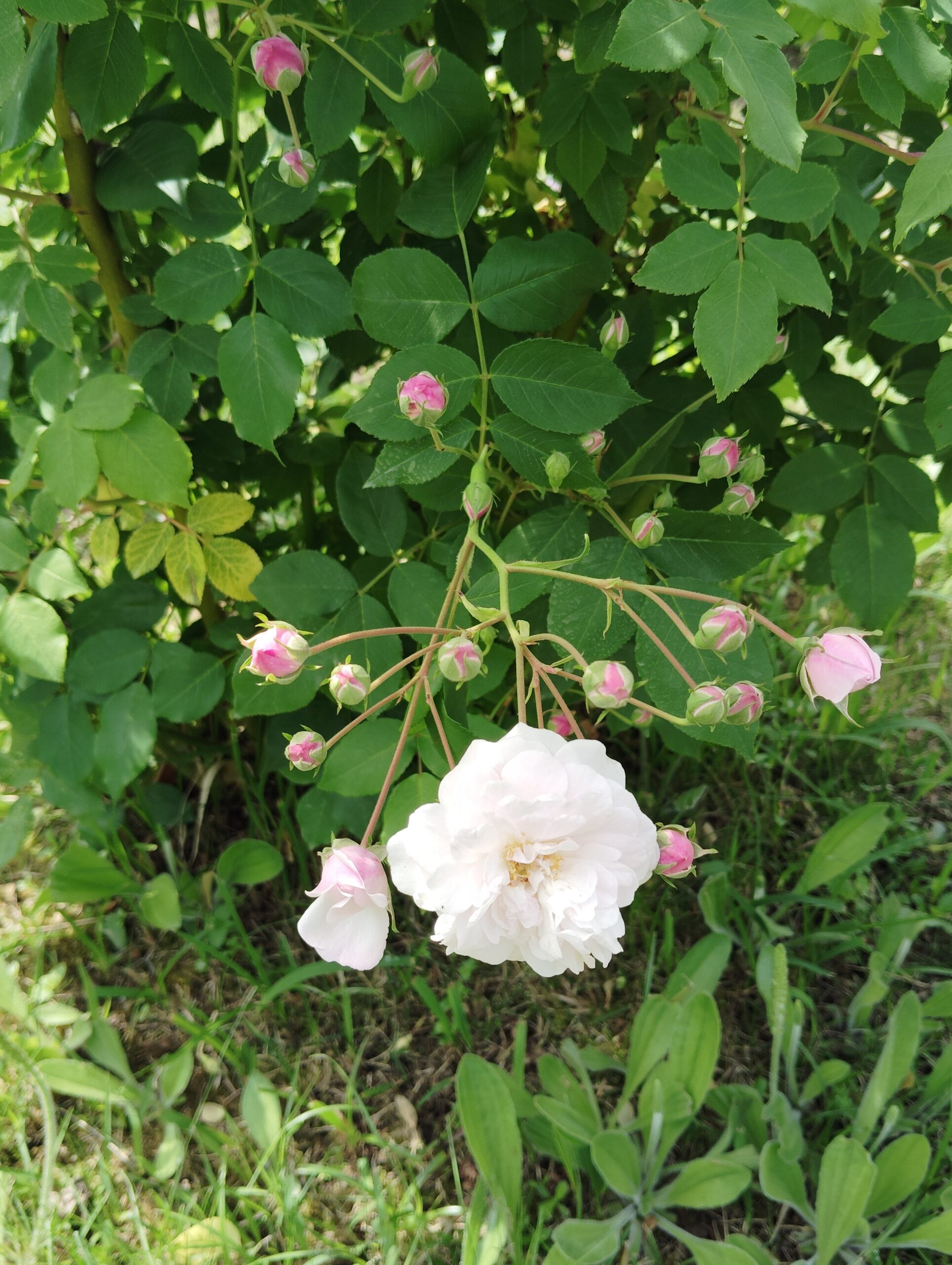 白に近い淡いピンクのバラの花。周りにたくさんのつぼみ。つぼみの色は濃いピンク色。