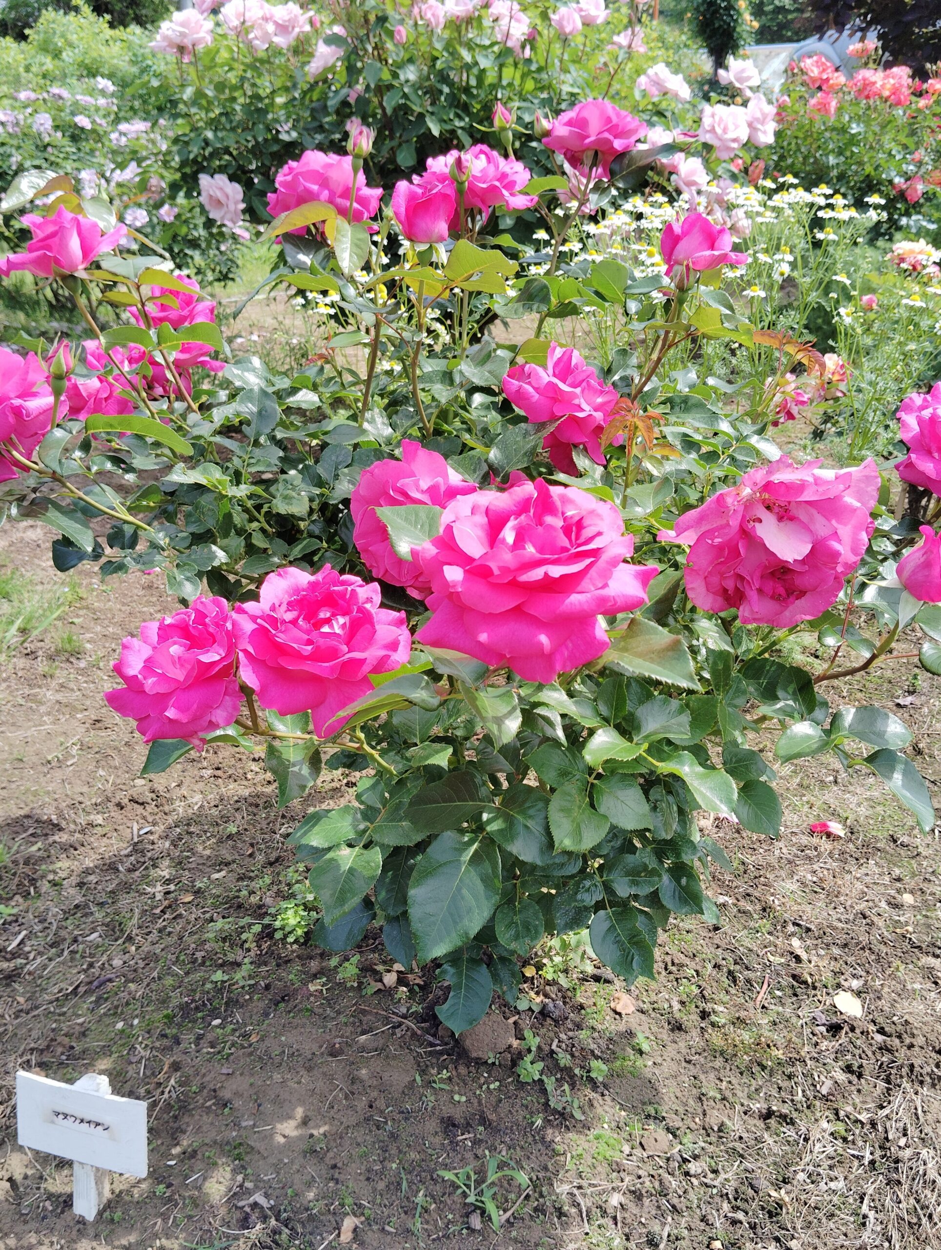 濃いピンクの大輪花。名前は、マヌウメイアン。
