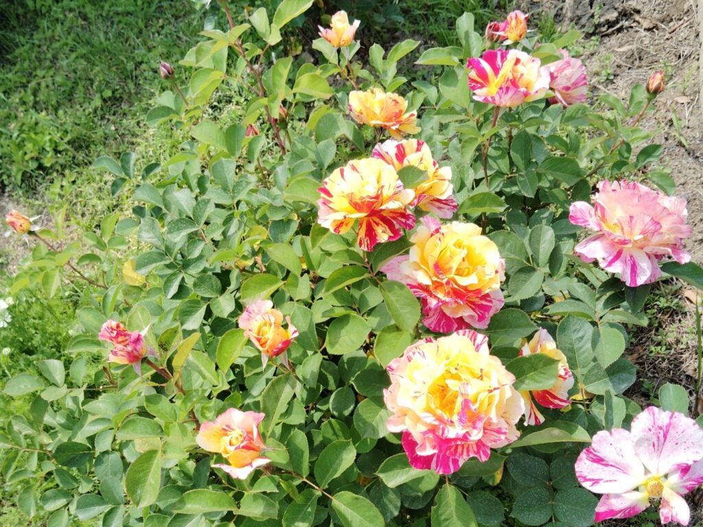 黄色とピンク。白とピンクが混ざり合ったバラの花。