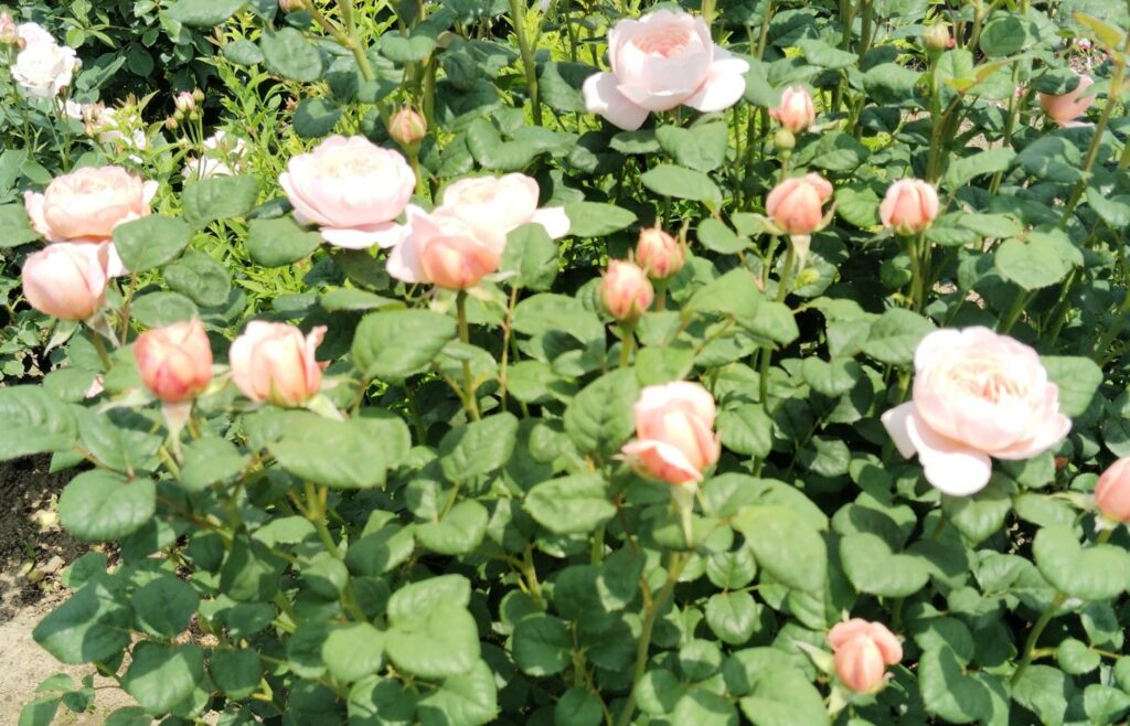 淡いピンク。カップ咲。丸っこい形のバラの花。葉っぱも丸っこい。お気に入り。