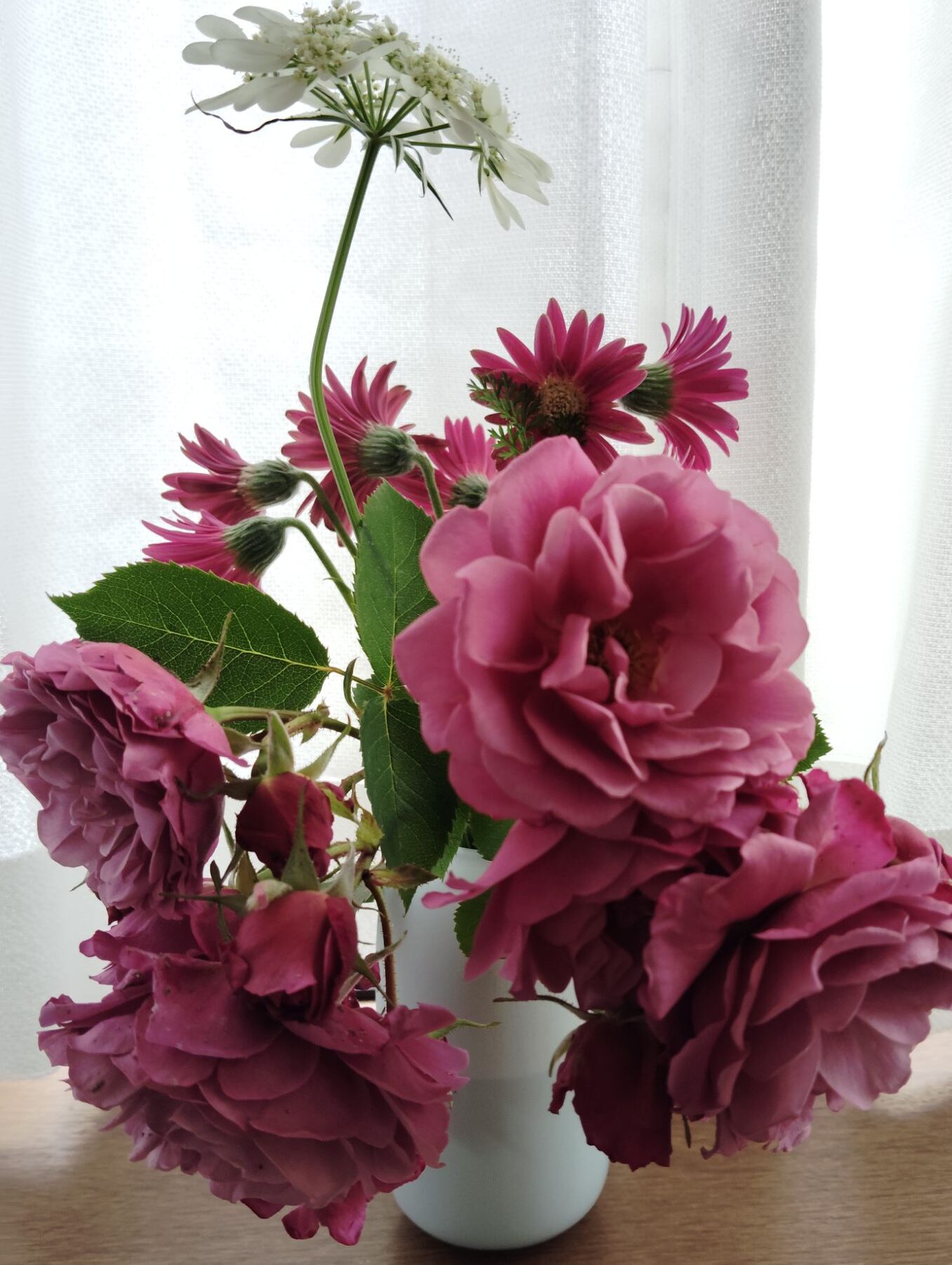モーブピンク色のバラの花。