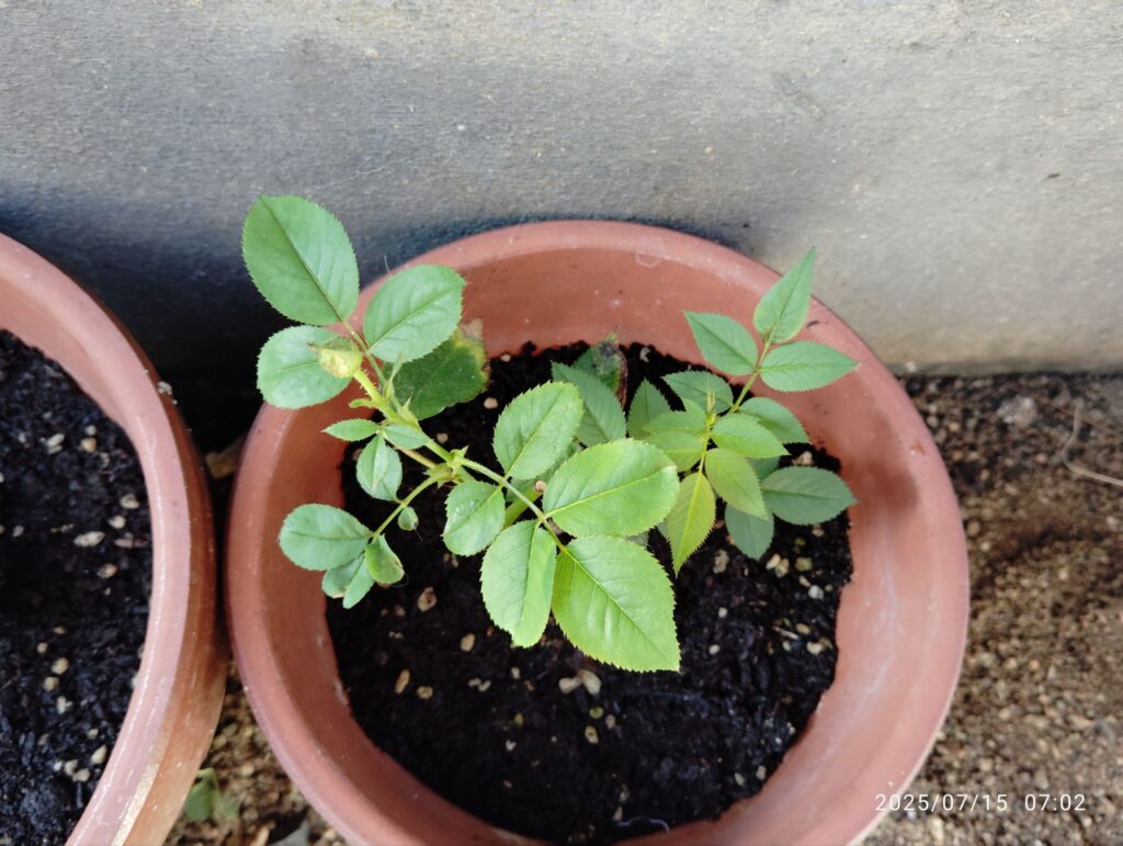 バラの挿し木をした枝から葉やつぼみが出ました。