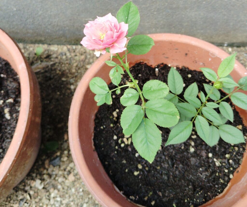 挿し木したバラの枝からつぼみが出来、花が咲きました。