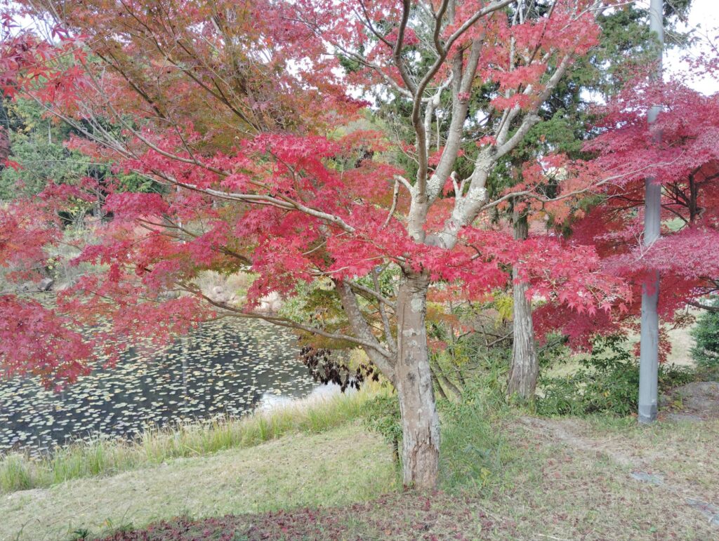 赤く色づいた紅葉の木