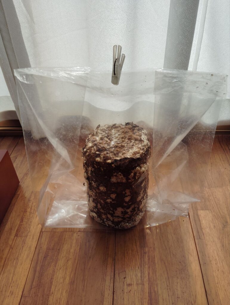 しいたけ栽培キット