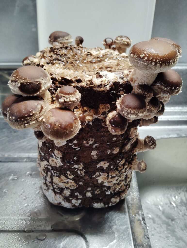 しいたけ栽培キット
2025/12/20