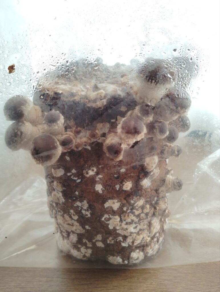 しいたけ栽培キット
2025/12/18