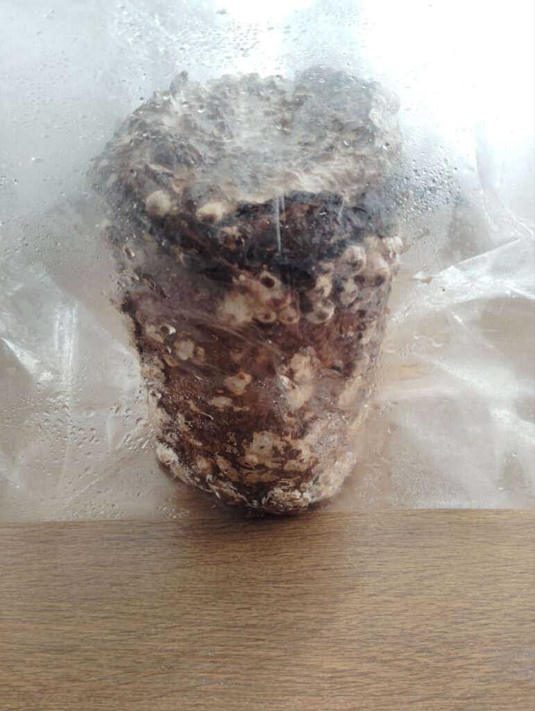 しいたけ栽培キット2025/12/15