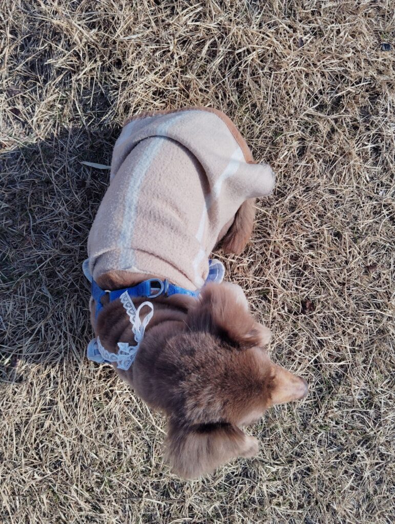 トリミングをしてもらった飼い犬。仕上げにチョーカーをつけてくれます。